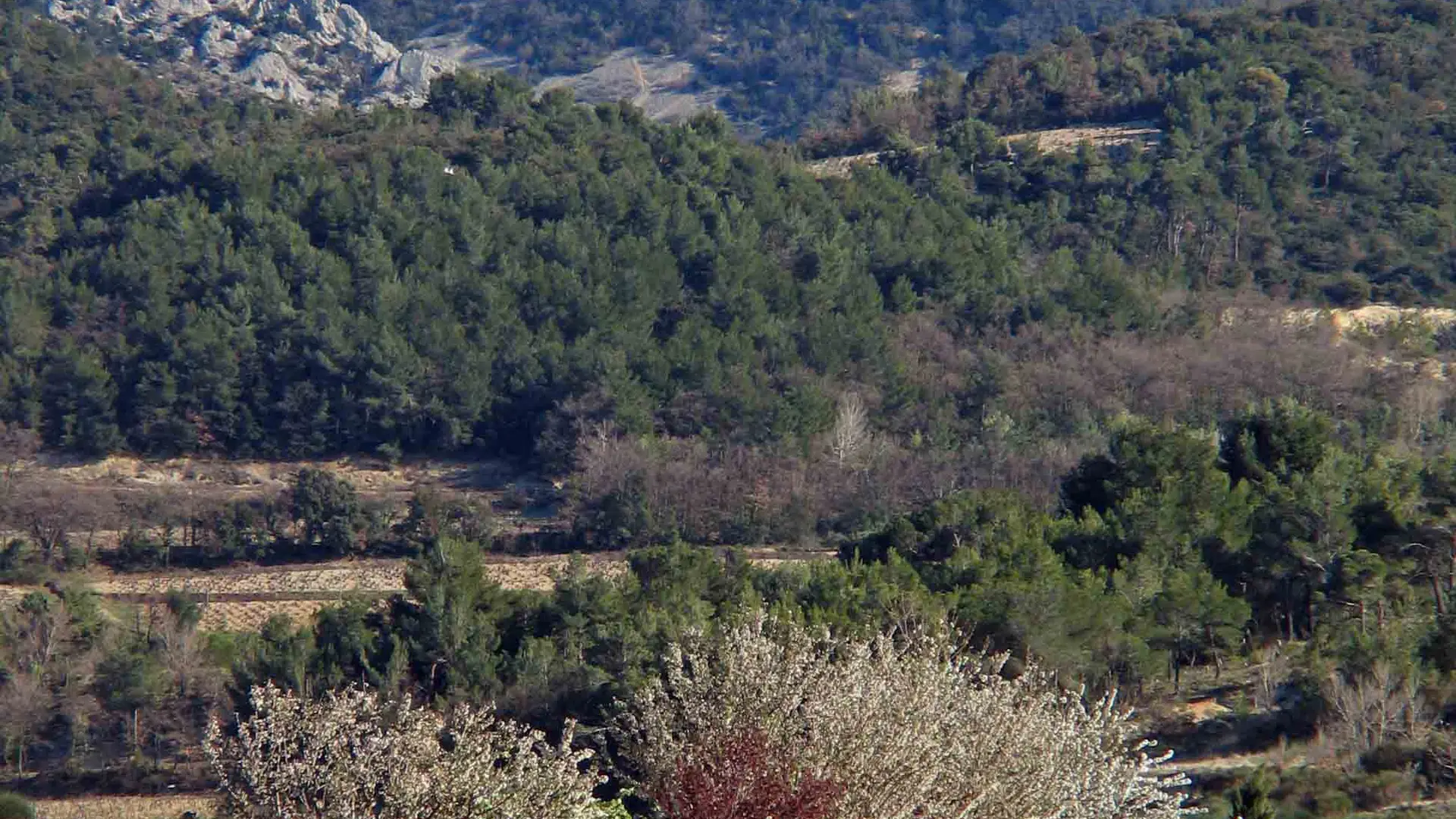 Dentelles de Montmirail