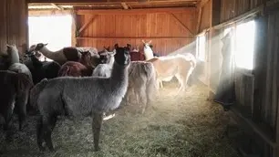 Bâtiment des femelles