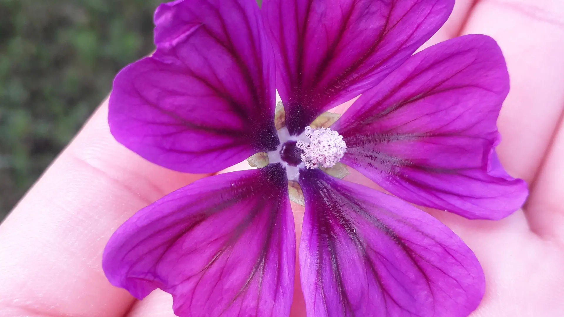 Mauve dans la main d'une femme