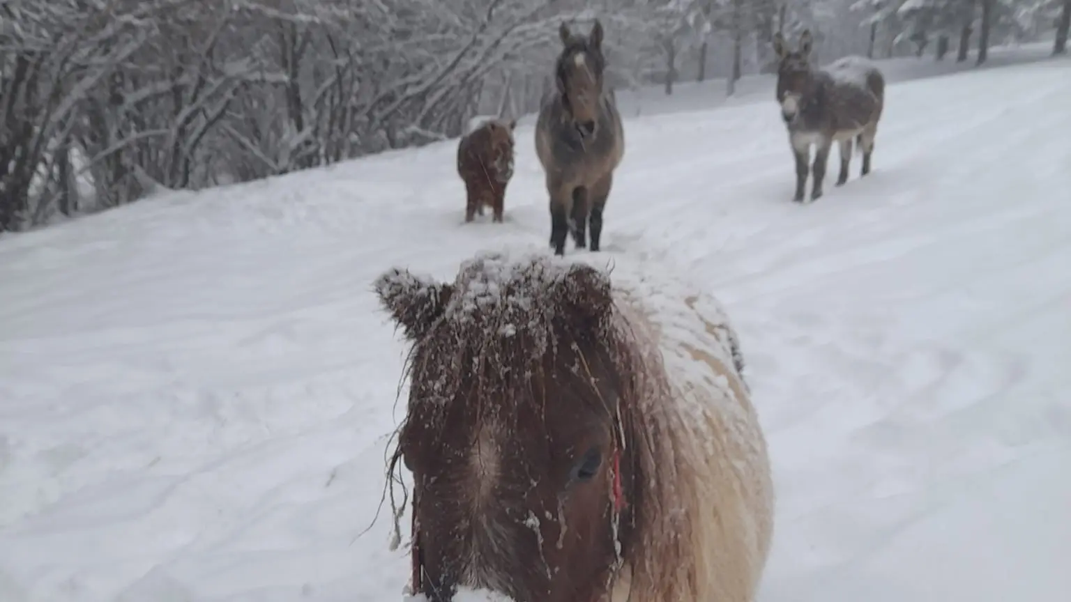 Poney sous la neige