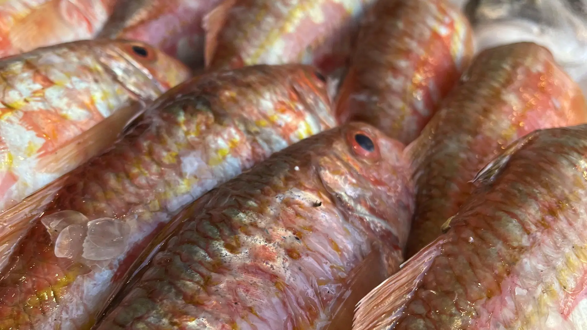 Poissons frais pêche du jour