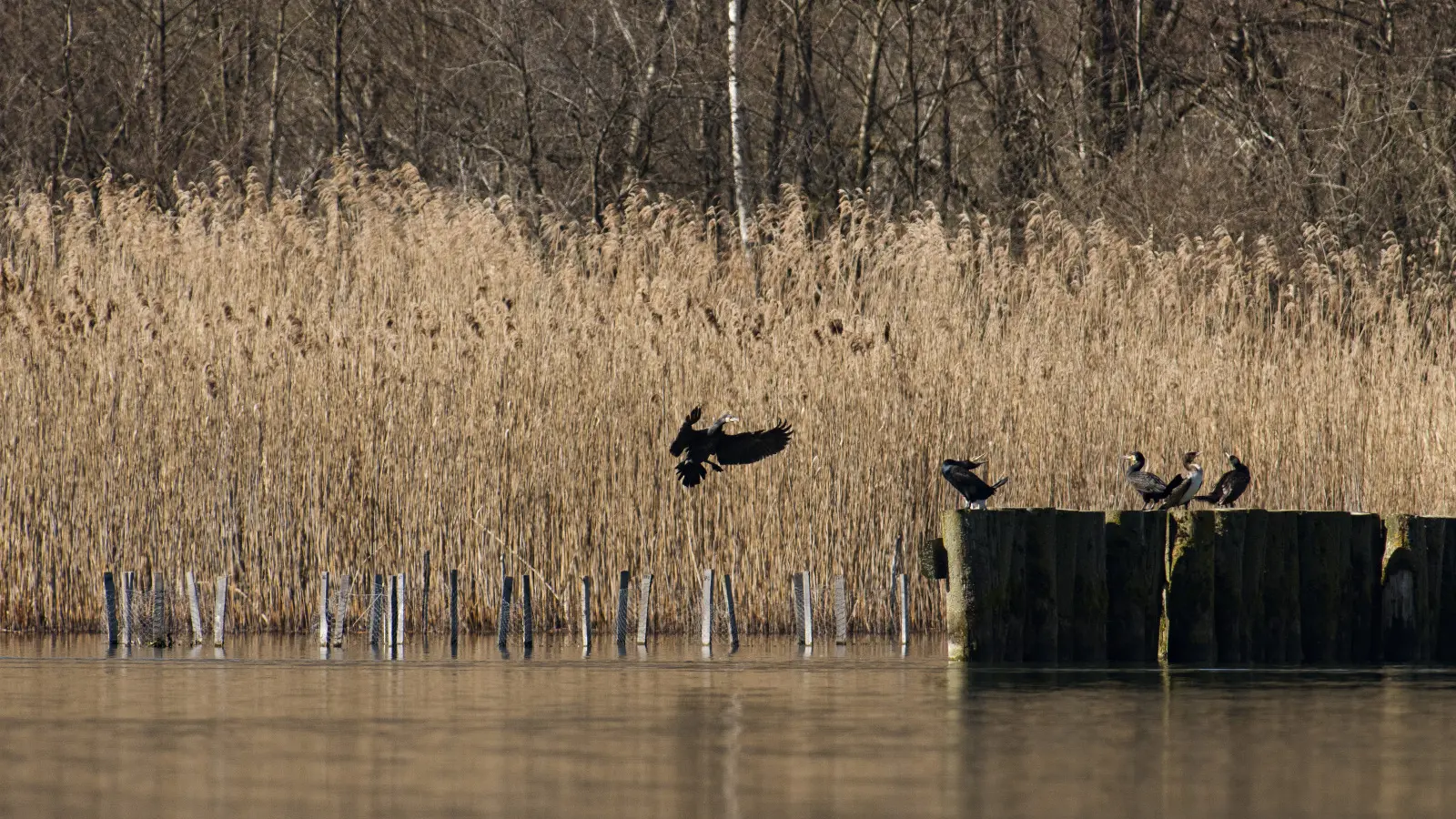 bout du lac