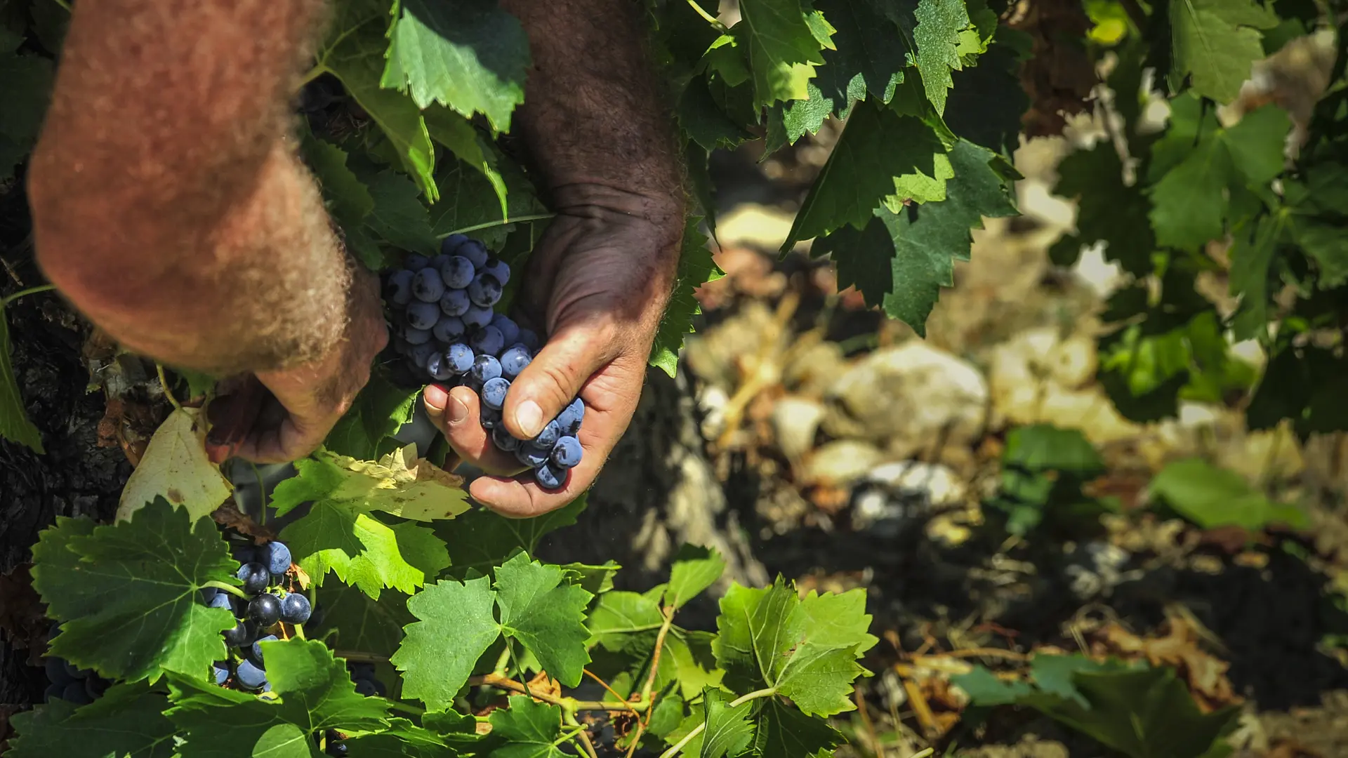 Vendanges cave la romaine