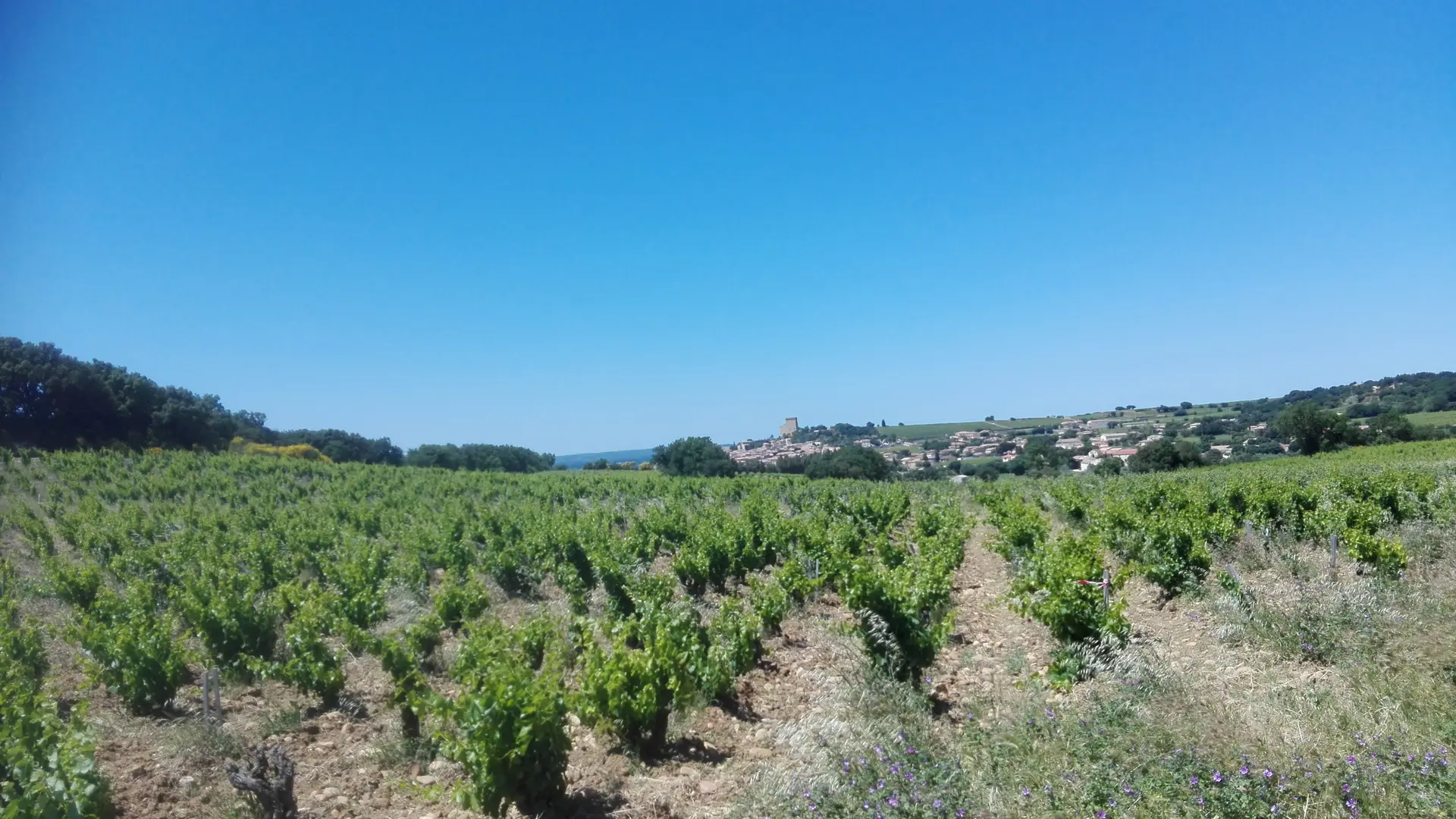 Vignobles de Châteauneuf-du-Pape