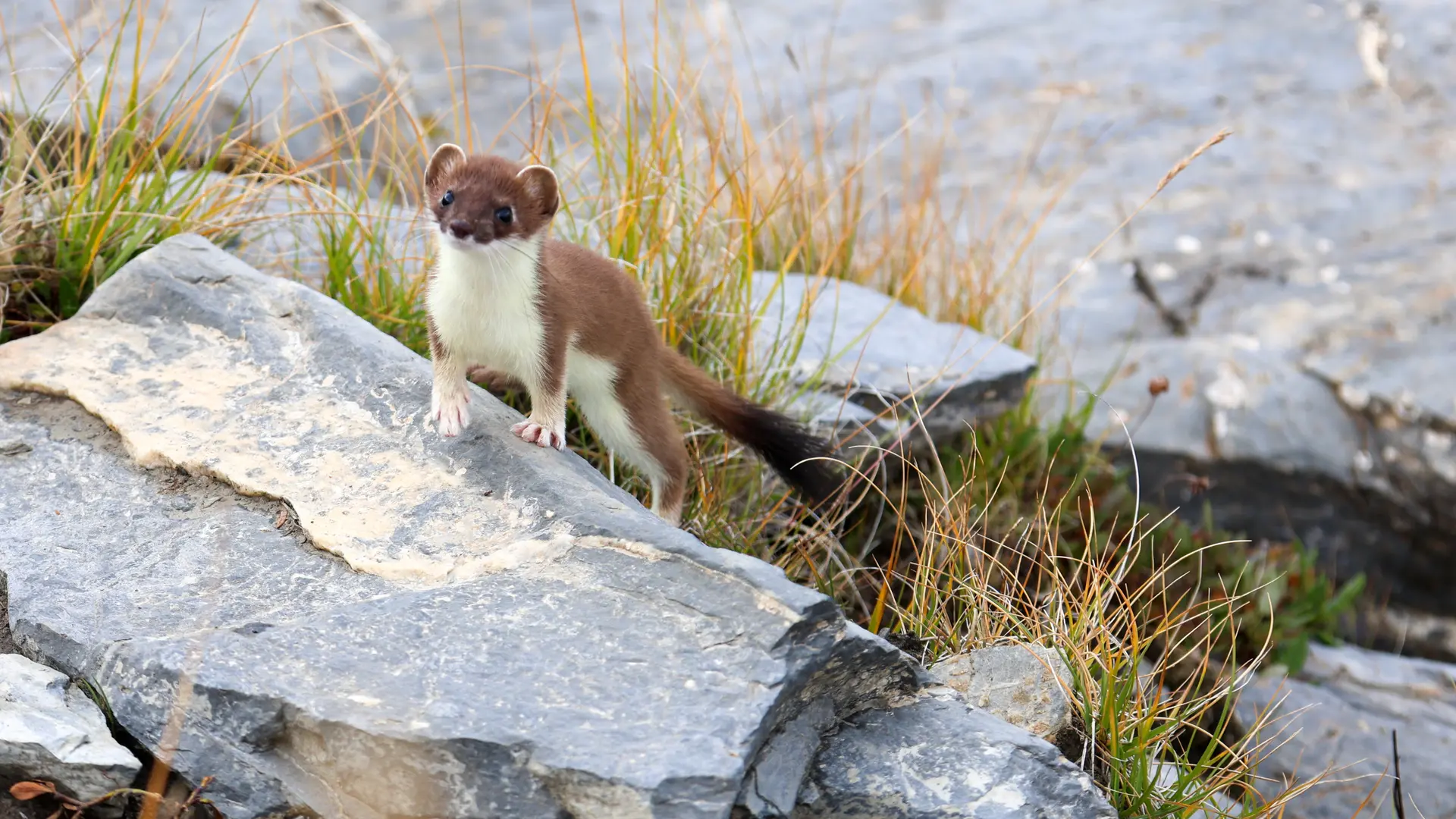 Hermine au Signal de La Grave