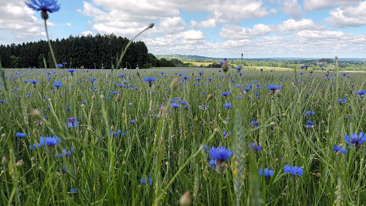 Champs bleuets