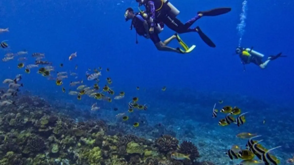 Raie Manta Diving Tikehau