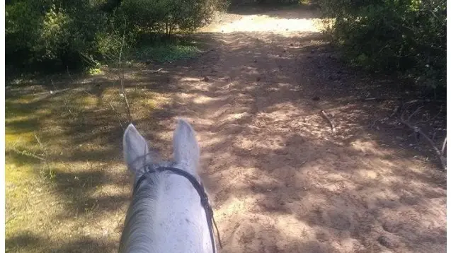 Balade en forêt