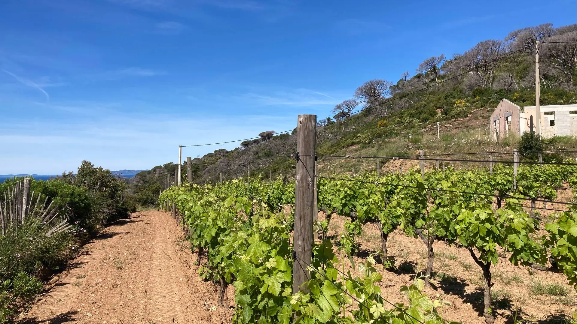 Vignobles sur le circuit du Cap Lardier