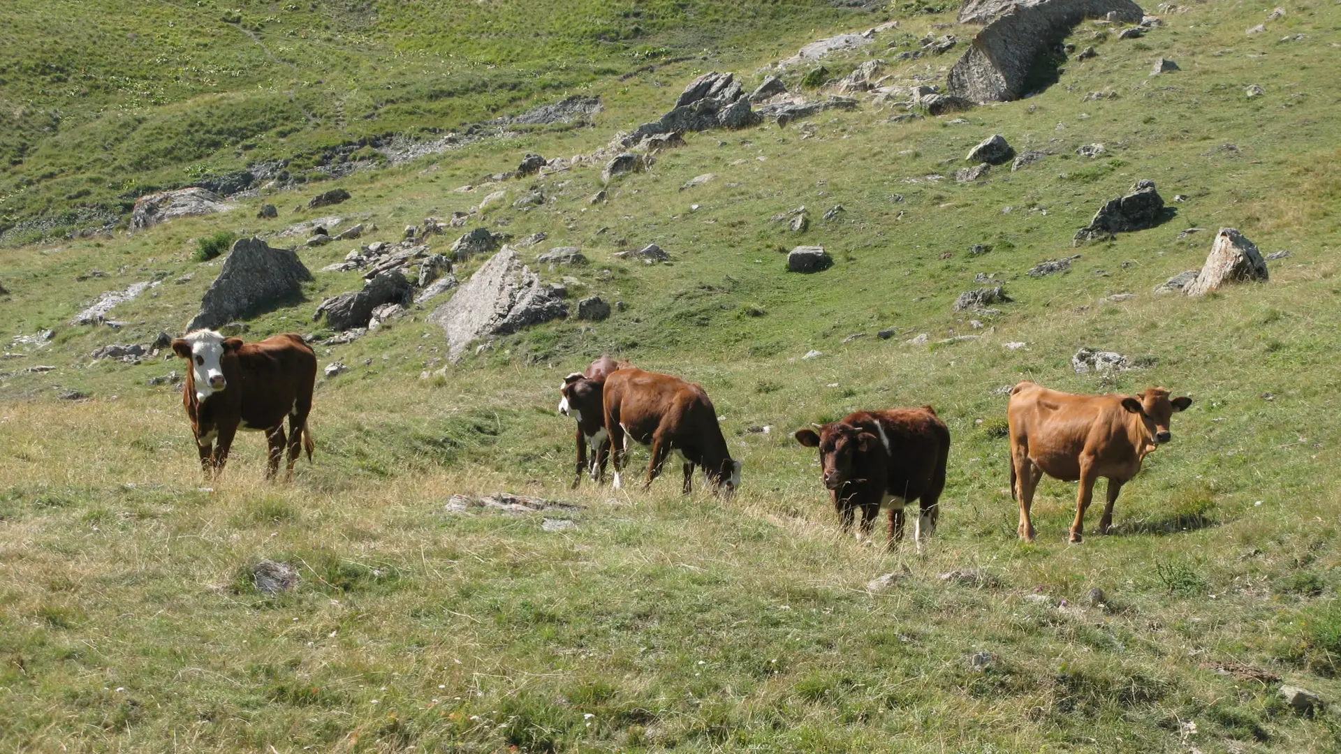 Troupeau de vaches à l'Alp de Villar