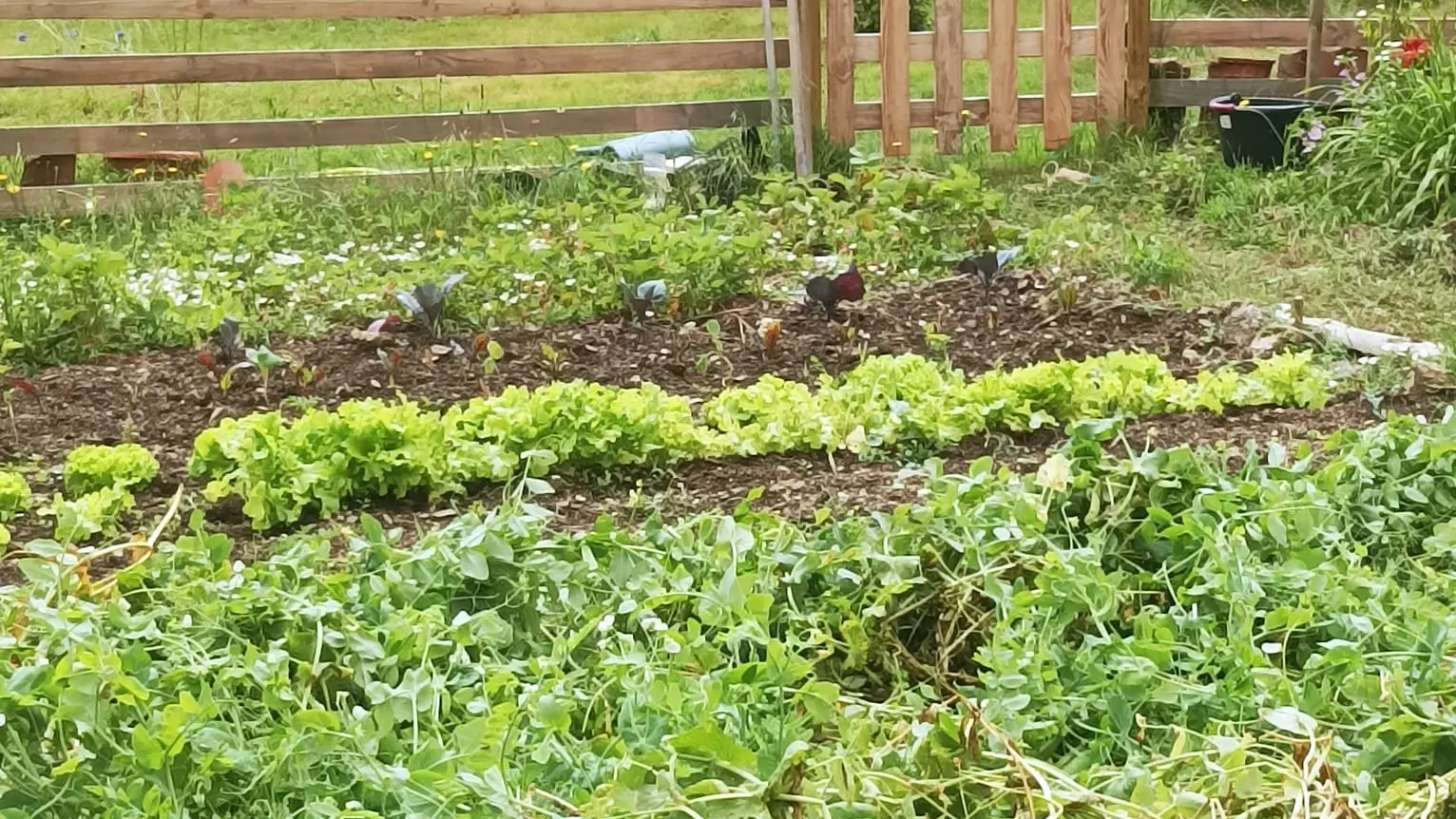 Un des potagers de Christian