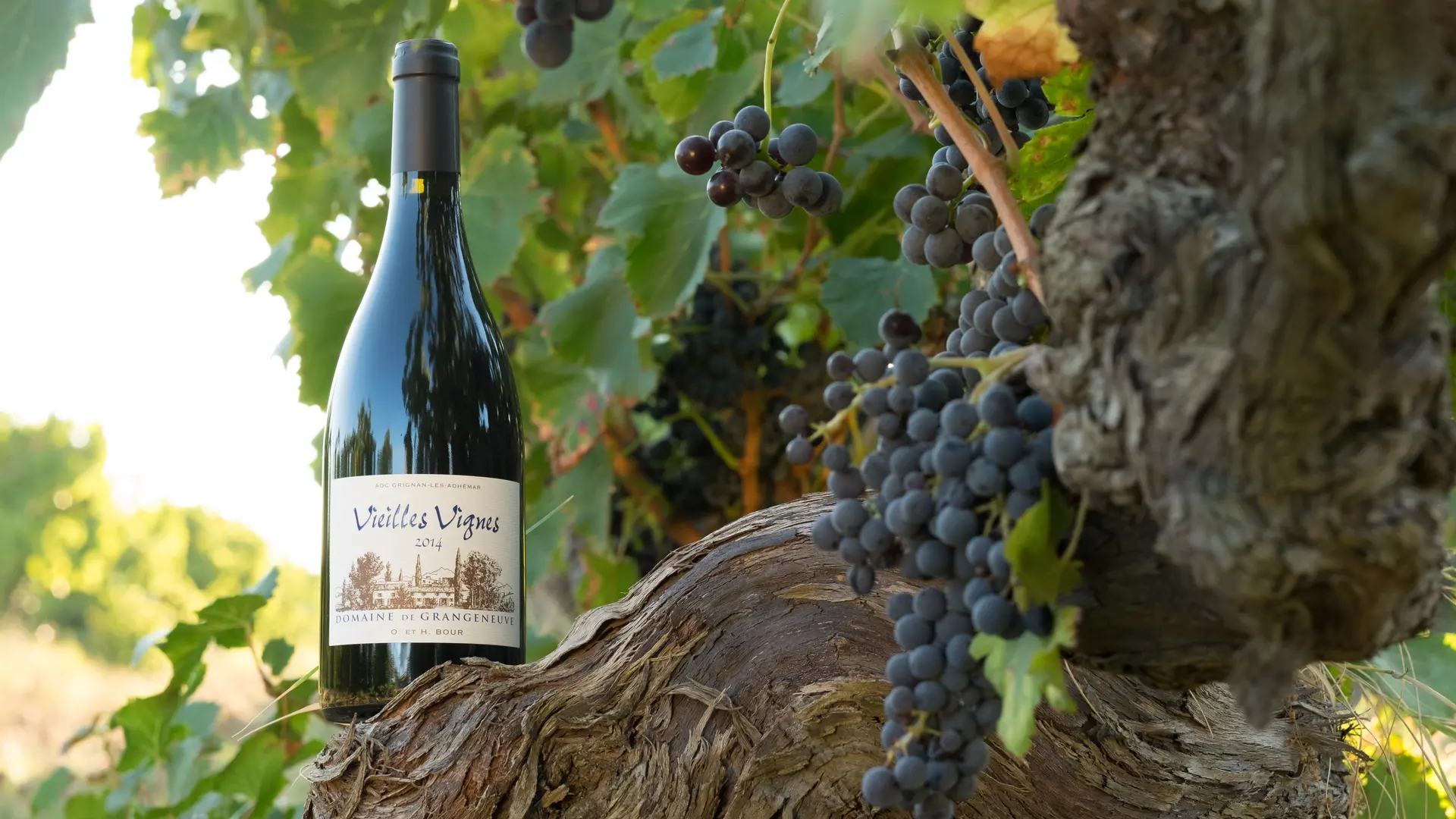 Vin et cep - Roussas