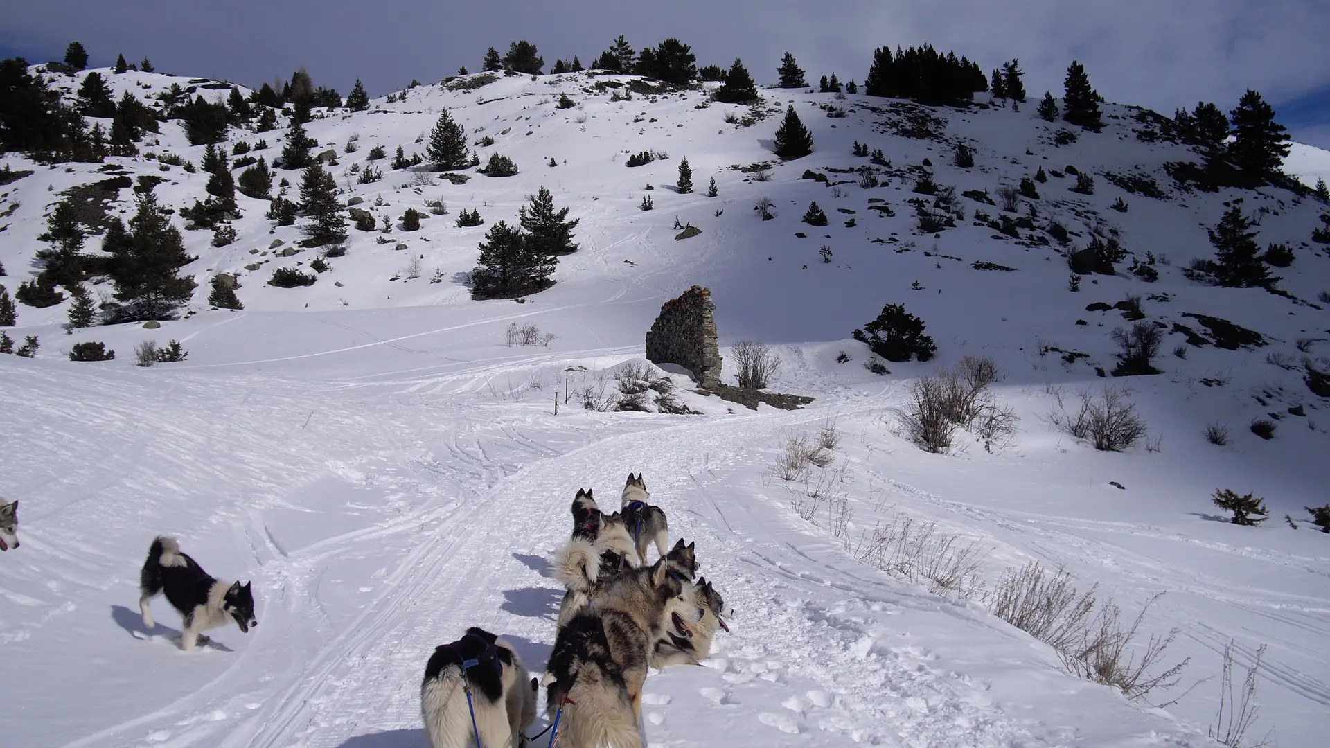 Chiens de traineaux