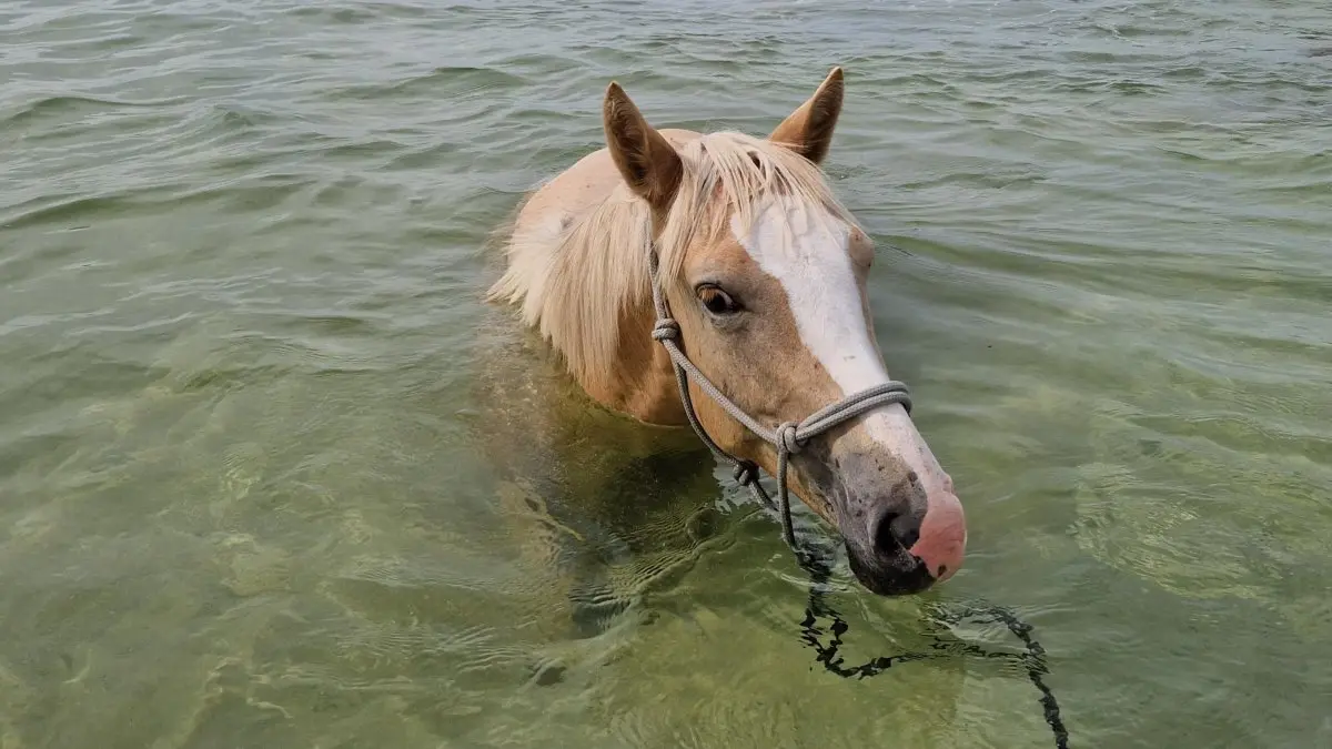 Baignade avec les chevaux à la mer_Bourail