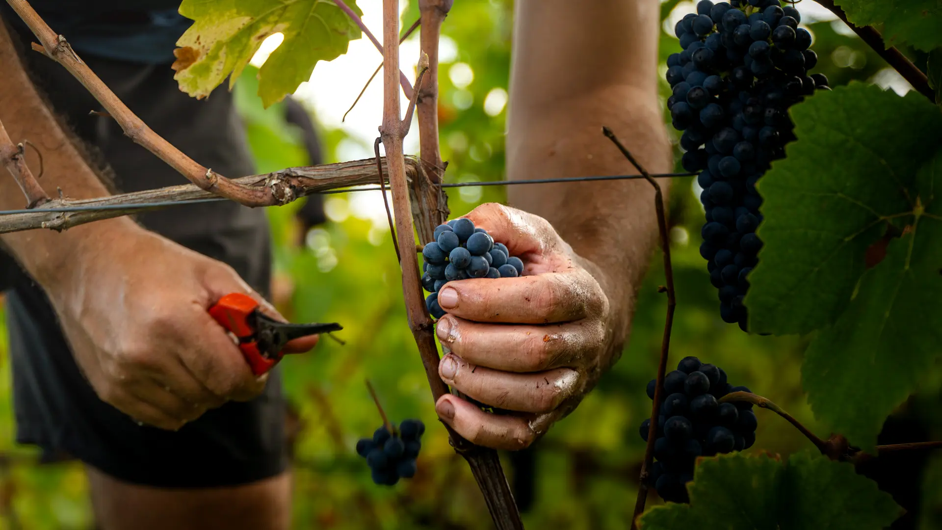 Domaine de Mucelle_Challex