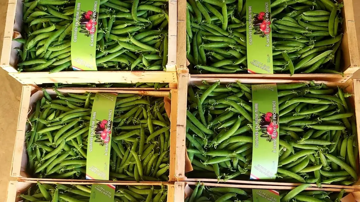Producteur Bourgier & fils à Saint-Rémy-de-Provence