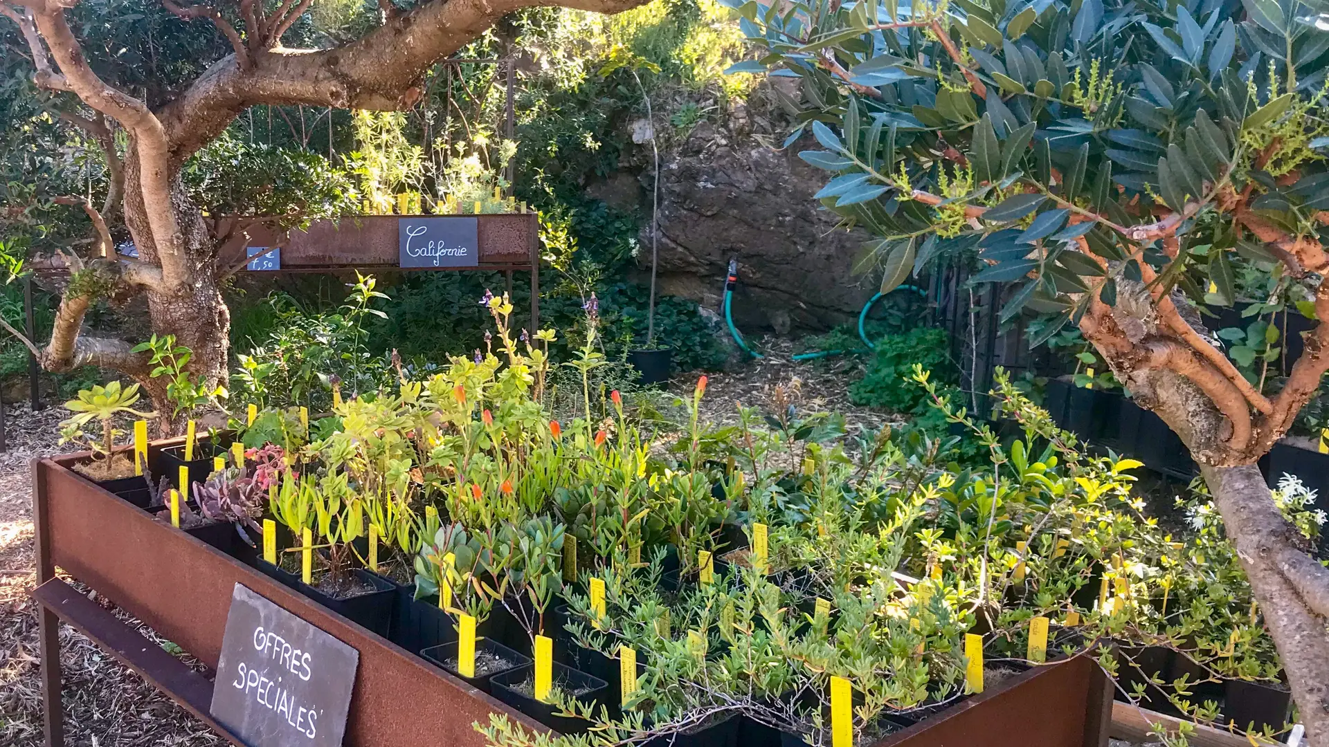 La pépinière du Domaine du Rayol_Rayol-Canadel sur Mer