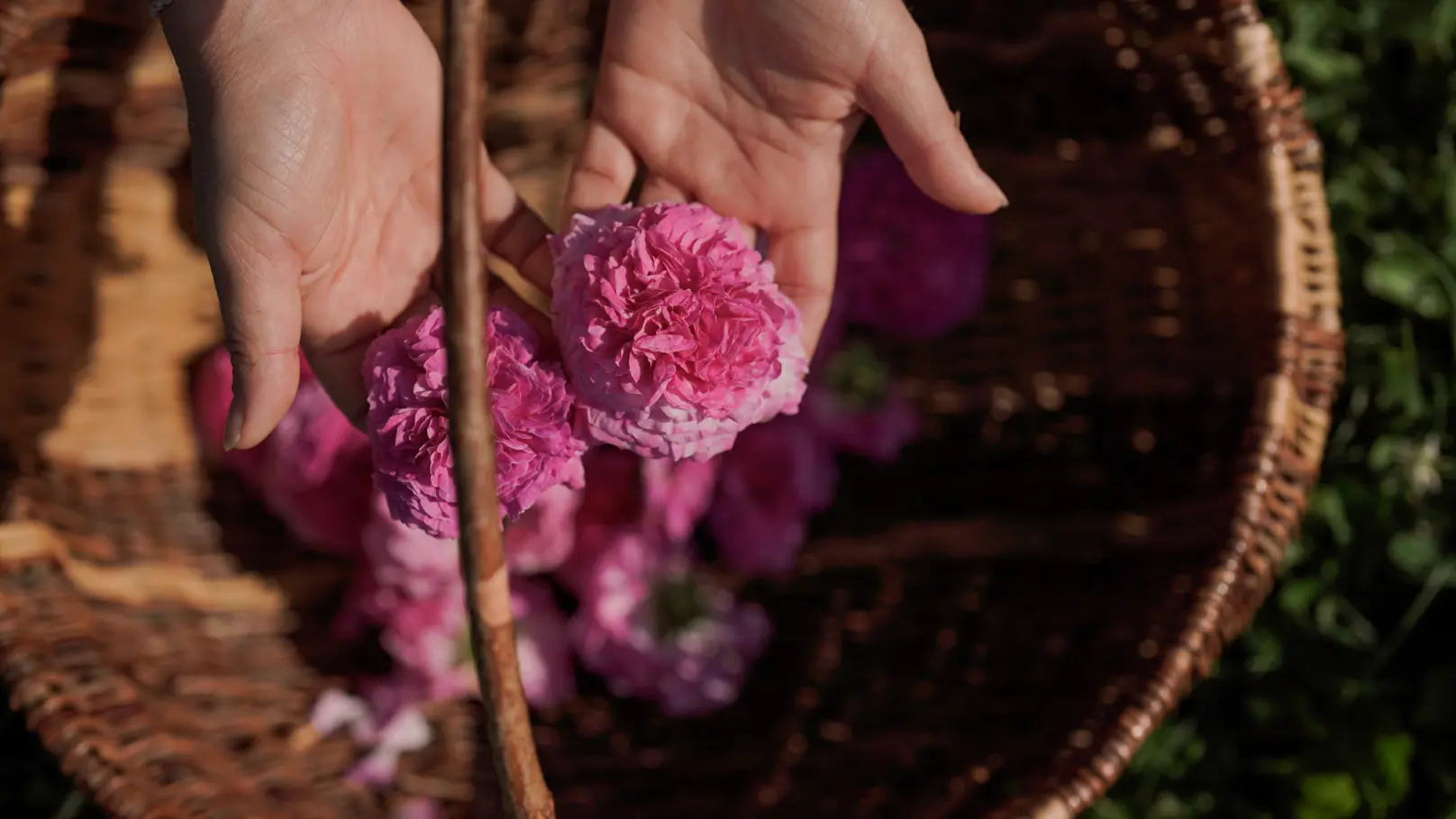 Les herbes simples - Mélanie Payre