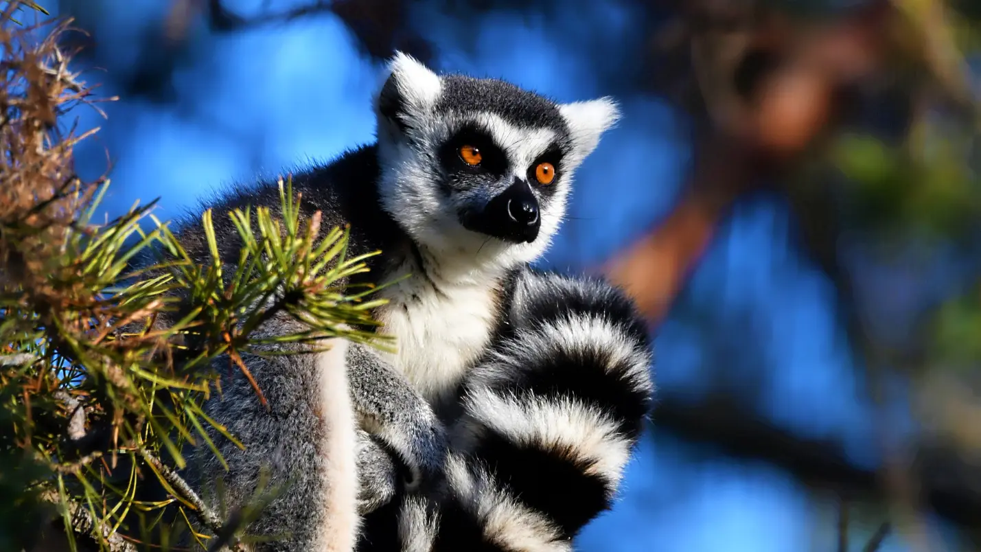 Zoo d'Upie