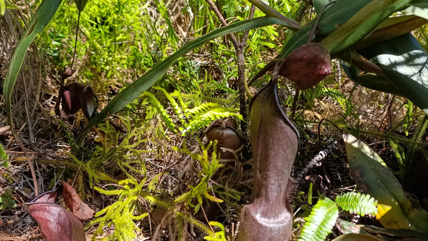 Carnivorous plants