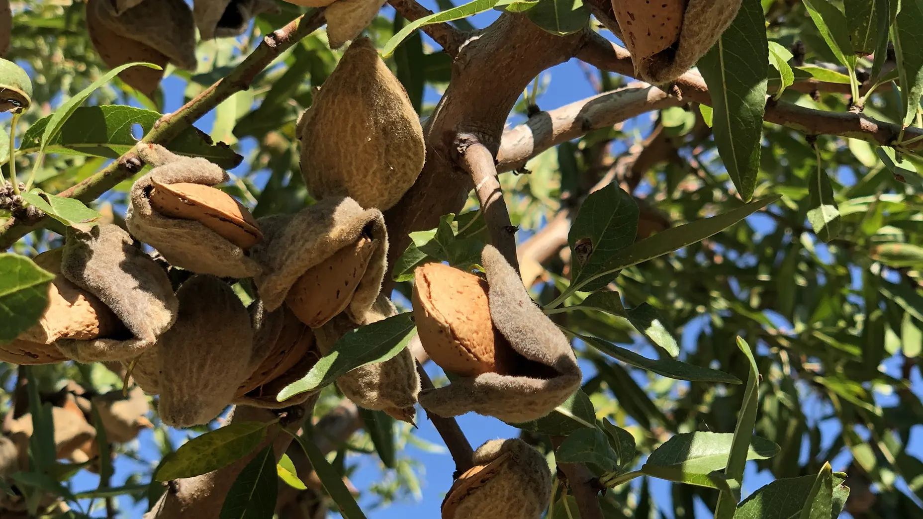 La Lieutenante_Saint-Martin-de-Crau