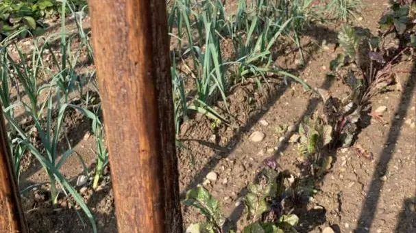 Le potager de Daniel