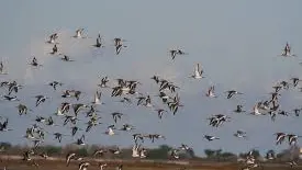 Observación del ganso