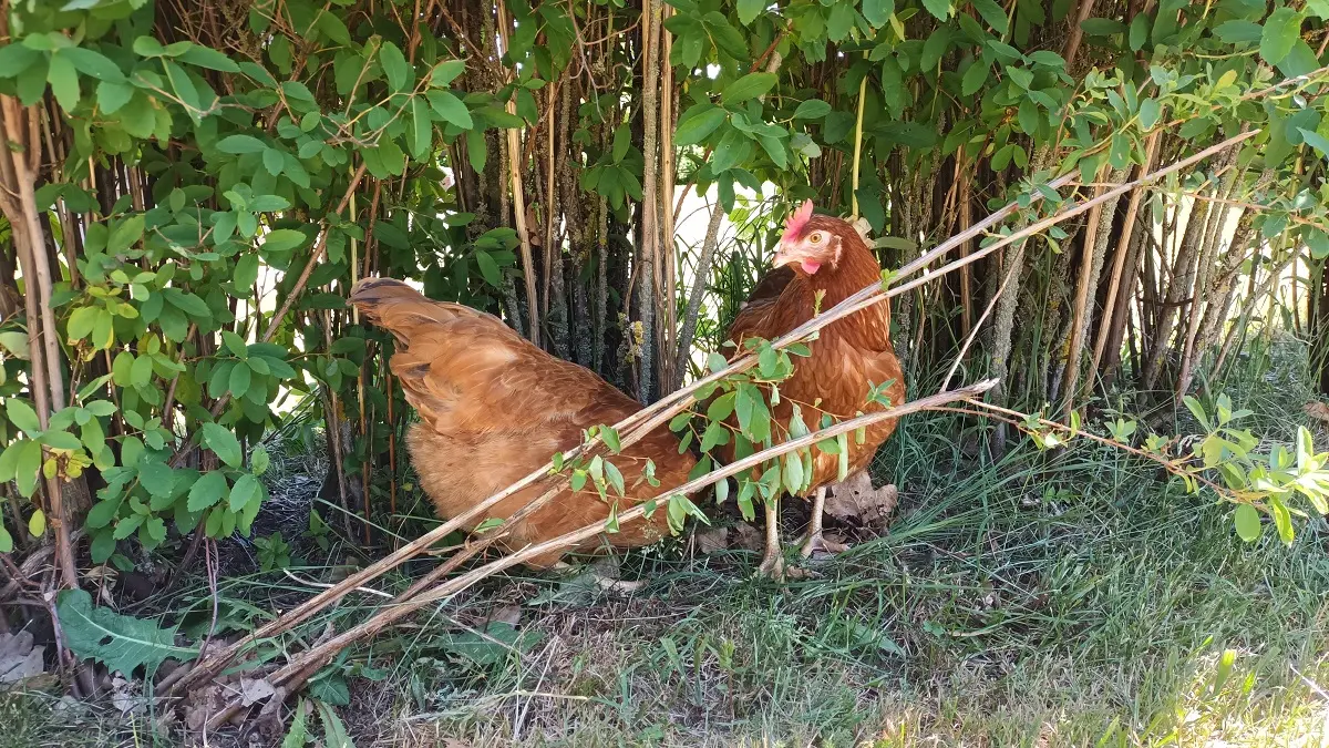 Poules de la ferme