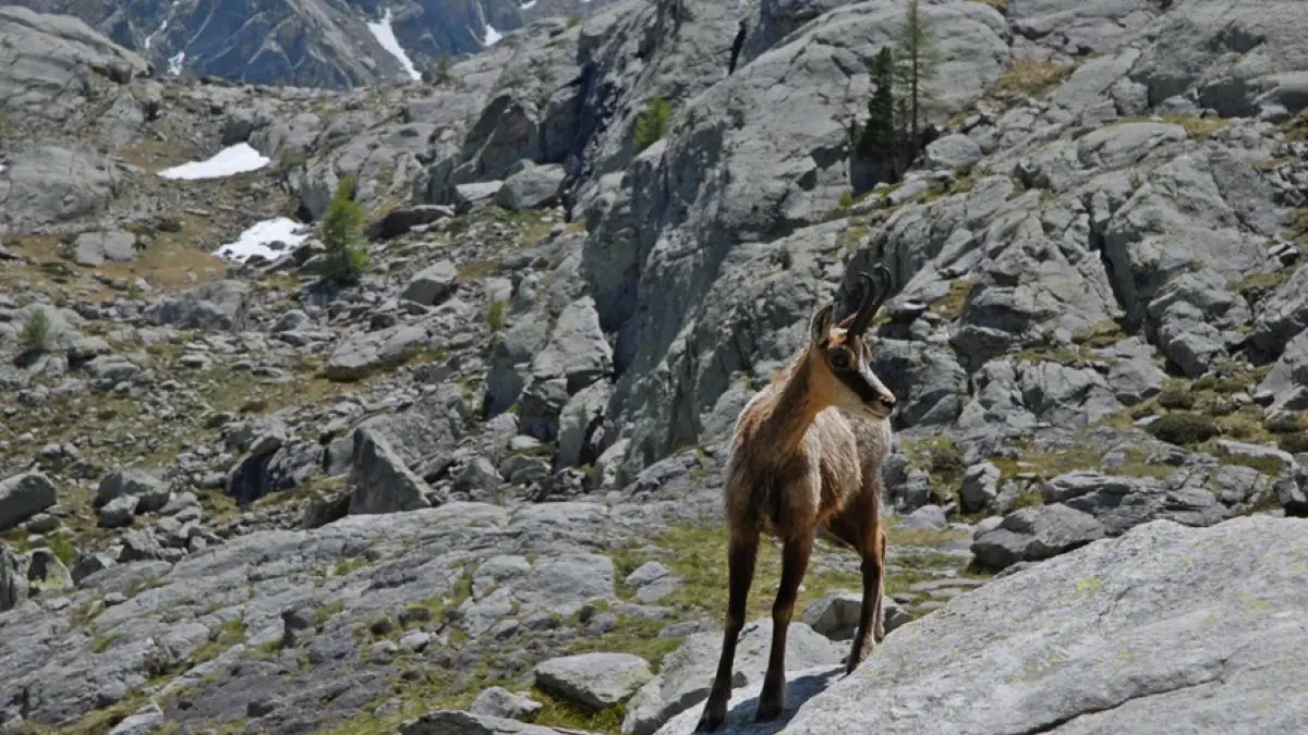 Chamois