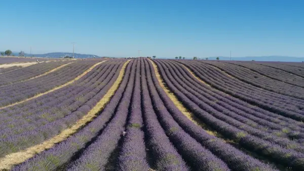 Visit winery and lavender farm