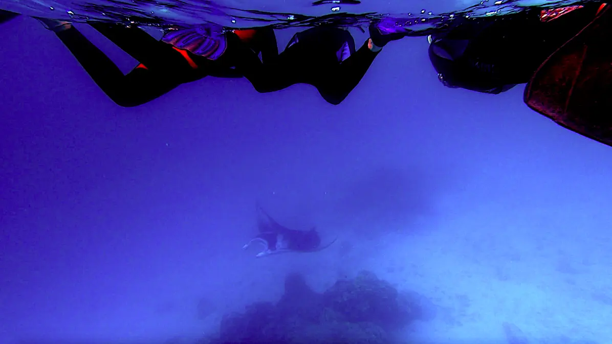 Raie Manta Diving Tikehau