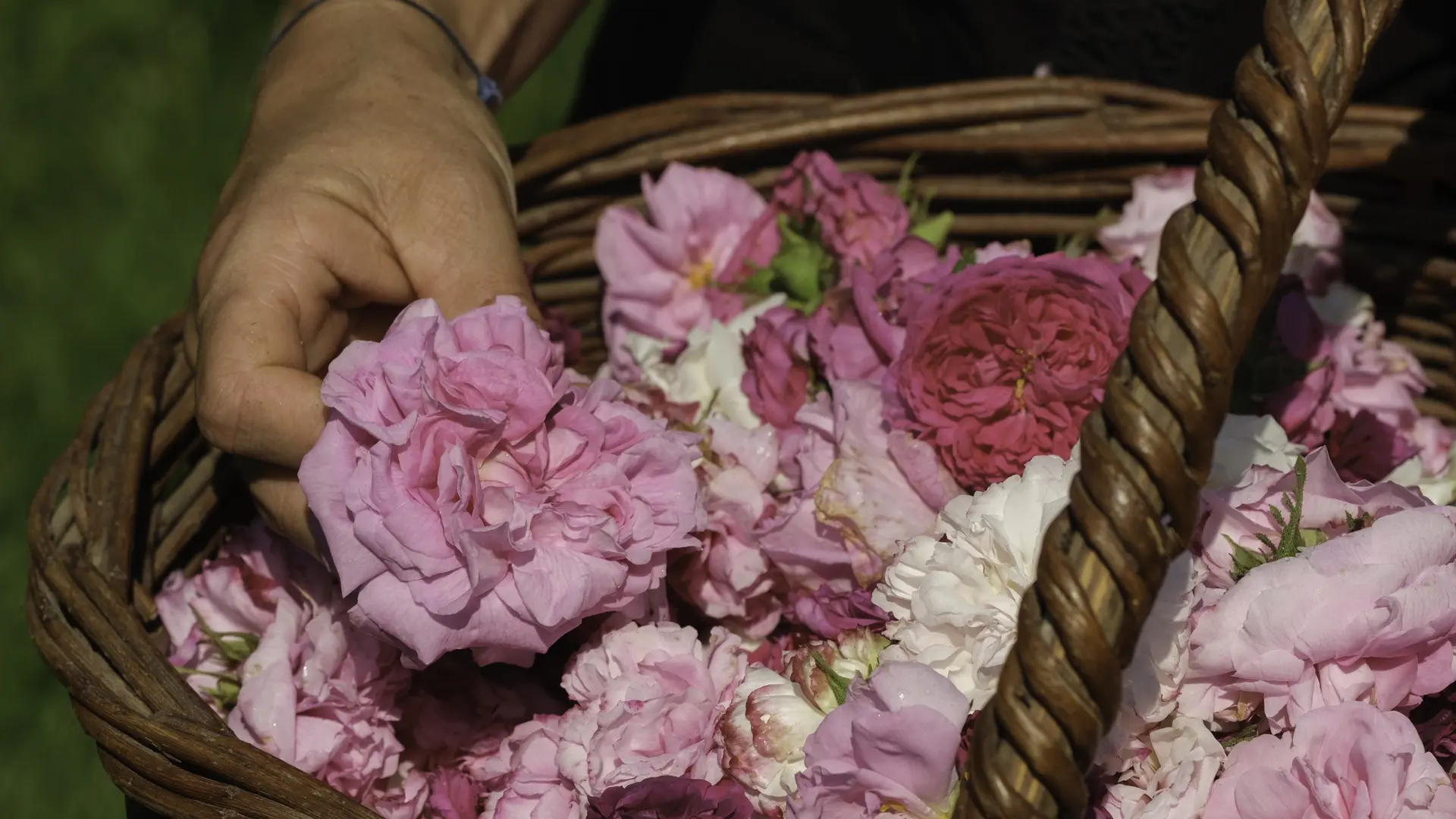 Roses