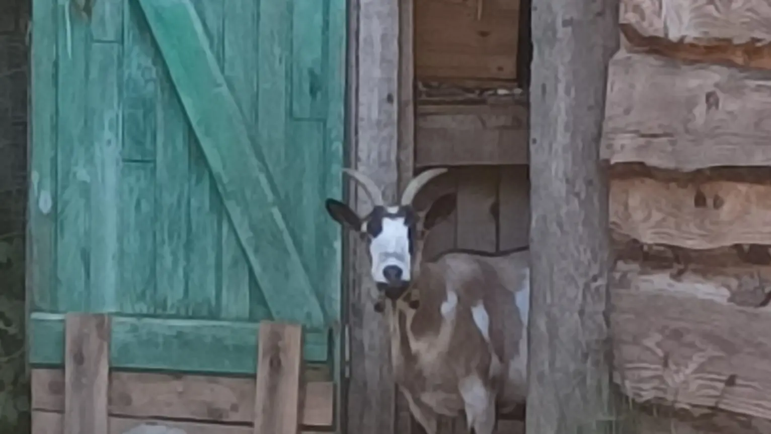 Une légende du domaine : Lili !