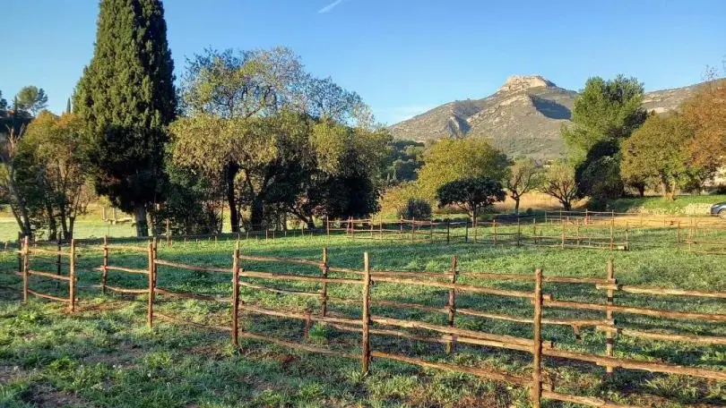 Champ de safran au pied du Garlaban