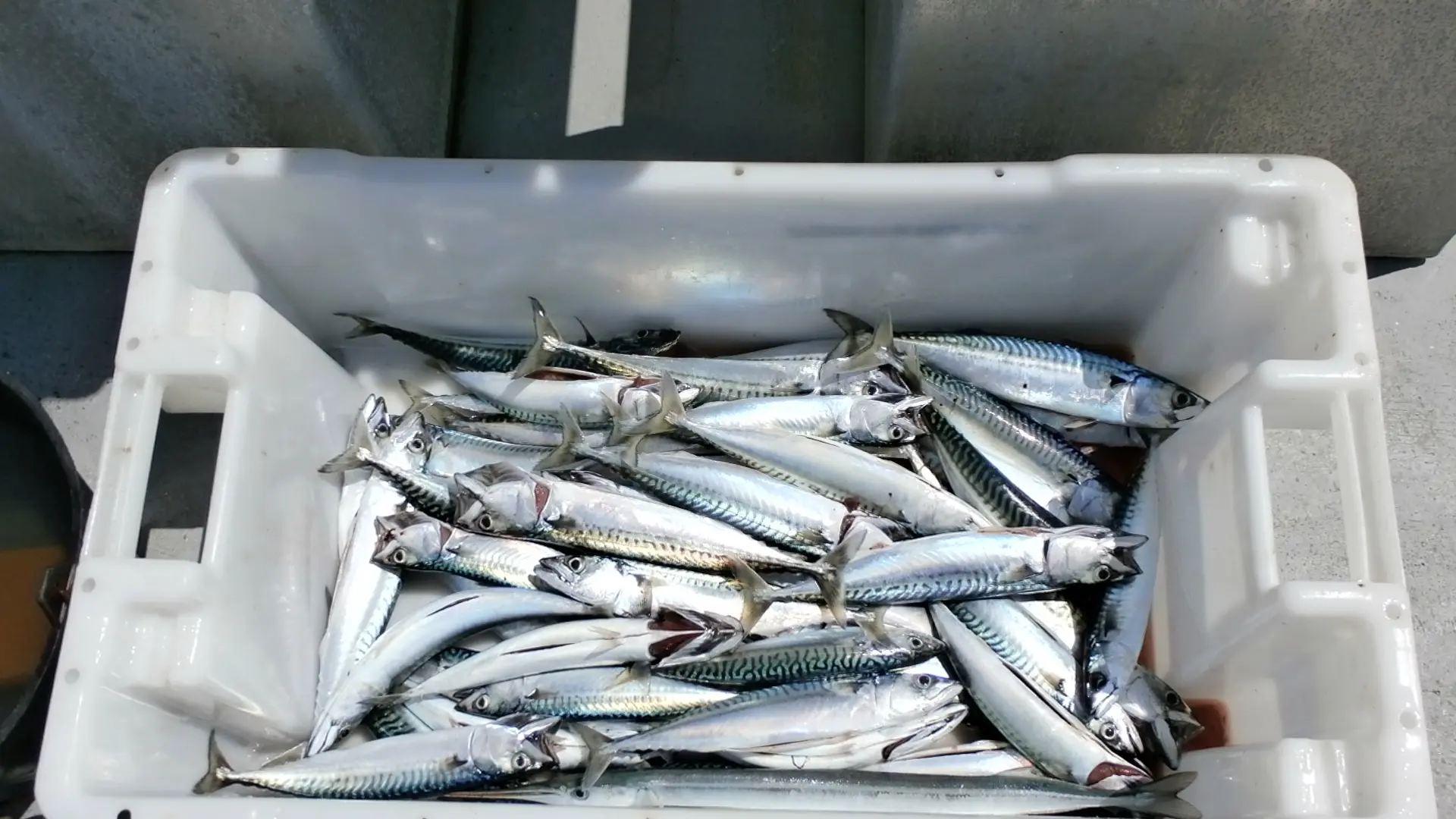bar, maquereau, lieu… Convivialité garantie !