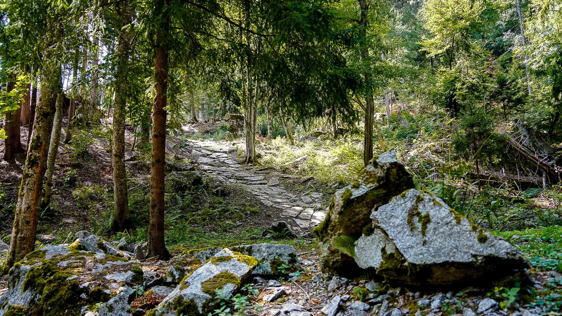 chemin en granit dans la forêt
