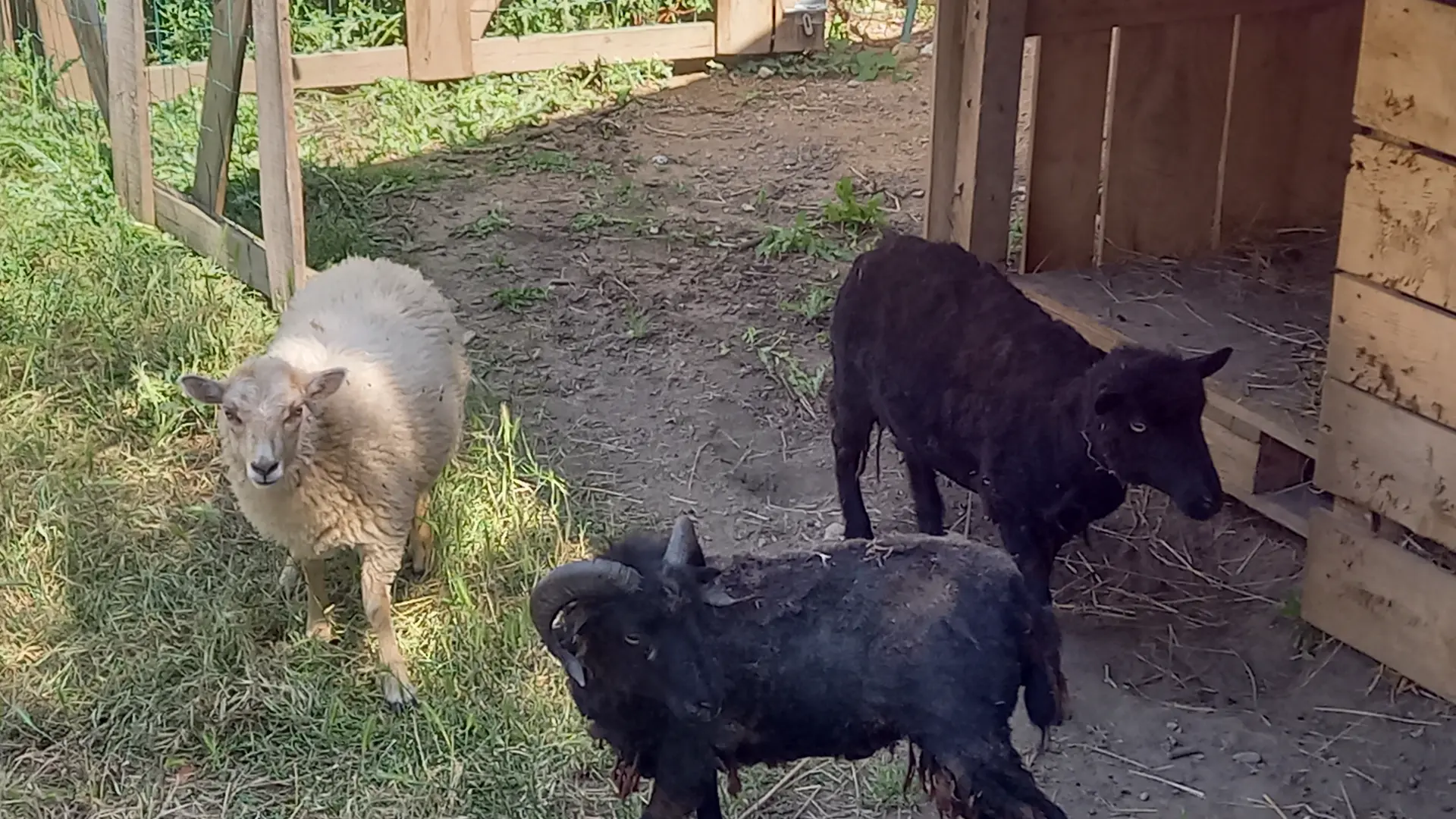Moutons d'ouessant