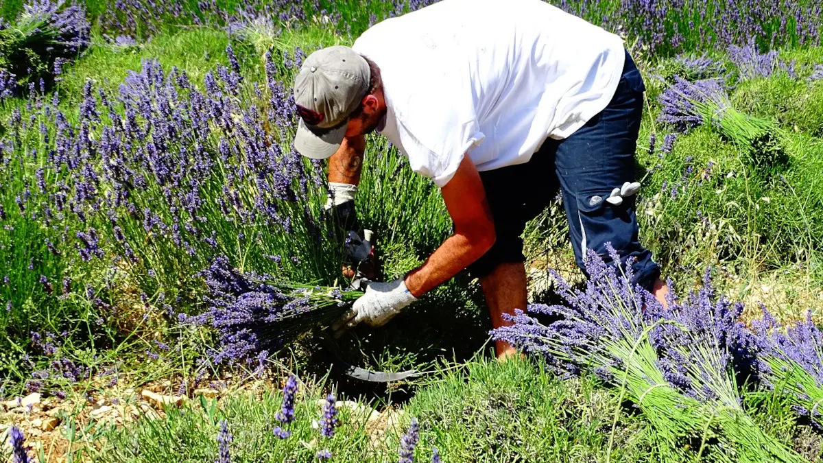 Récolte des bouquets