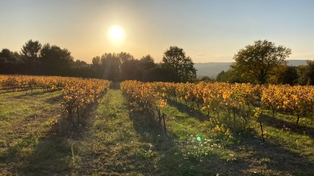 La campagne et ses vignes