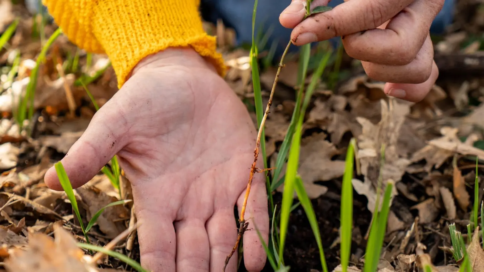 Les usages des plantes provençales