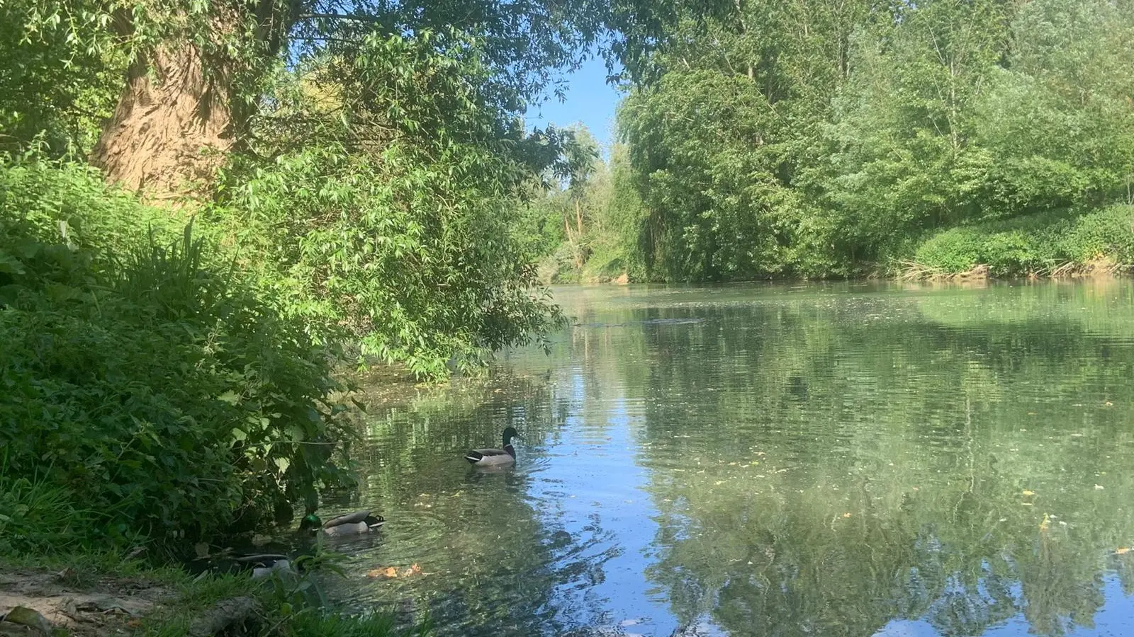 Berges de Seine Maisons-Laffitte