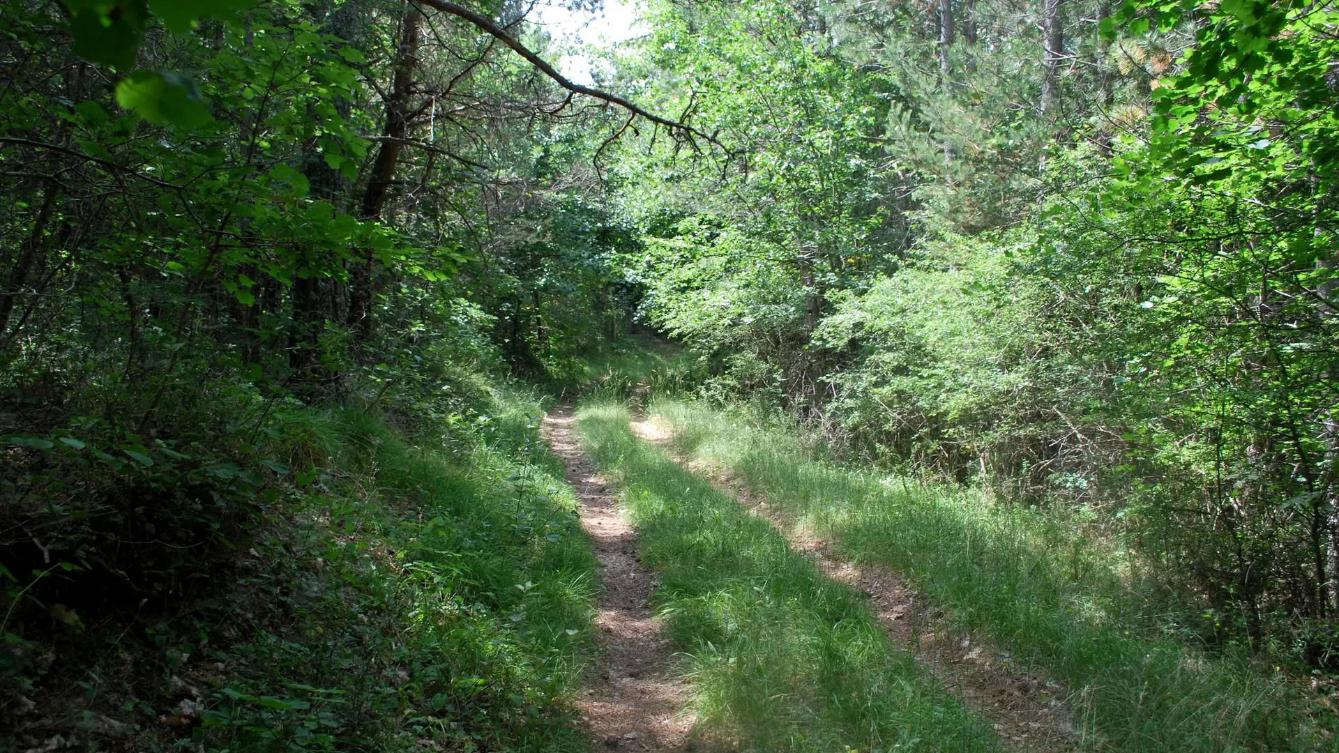 Itinéraire en sous-bois
