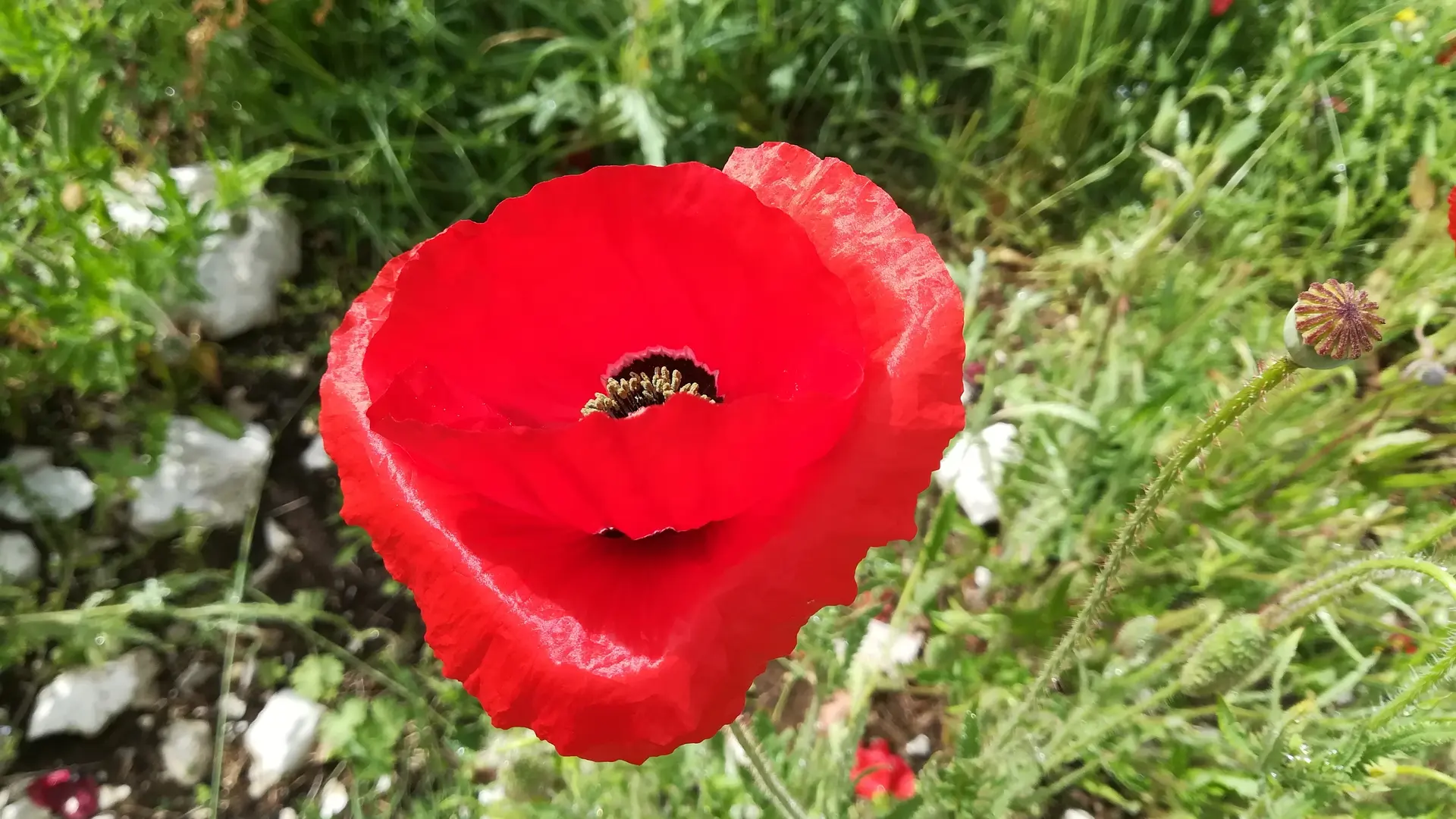 Les Demoiselles du Plateau - Coquelicot du jardin
