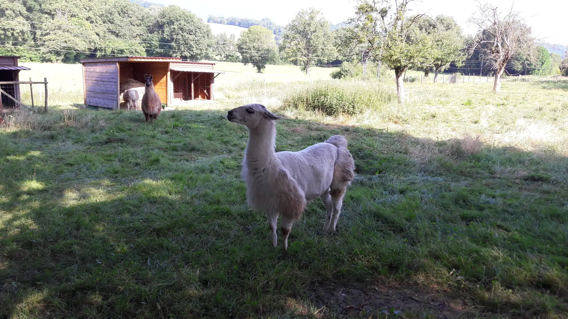 Lama