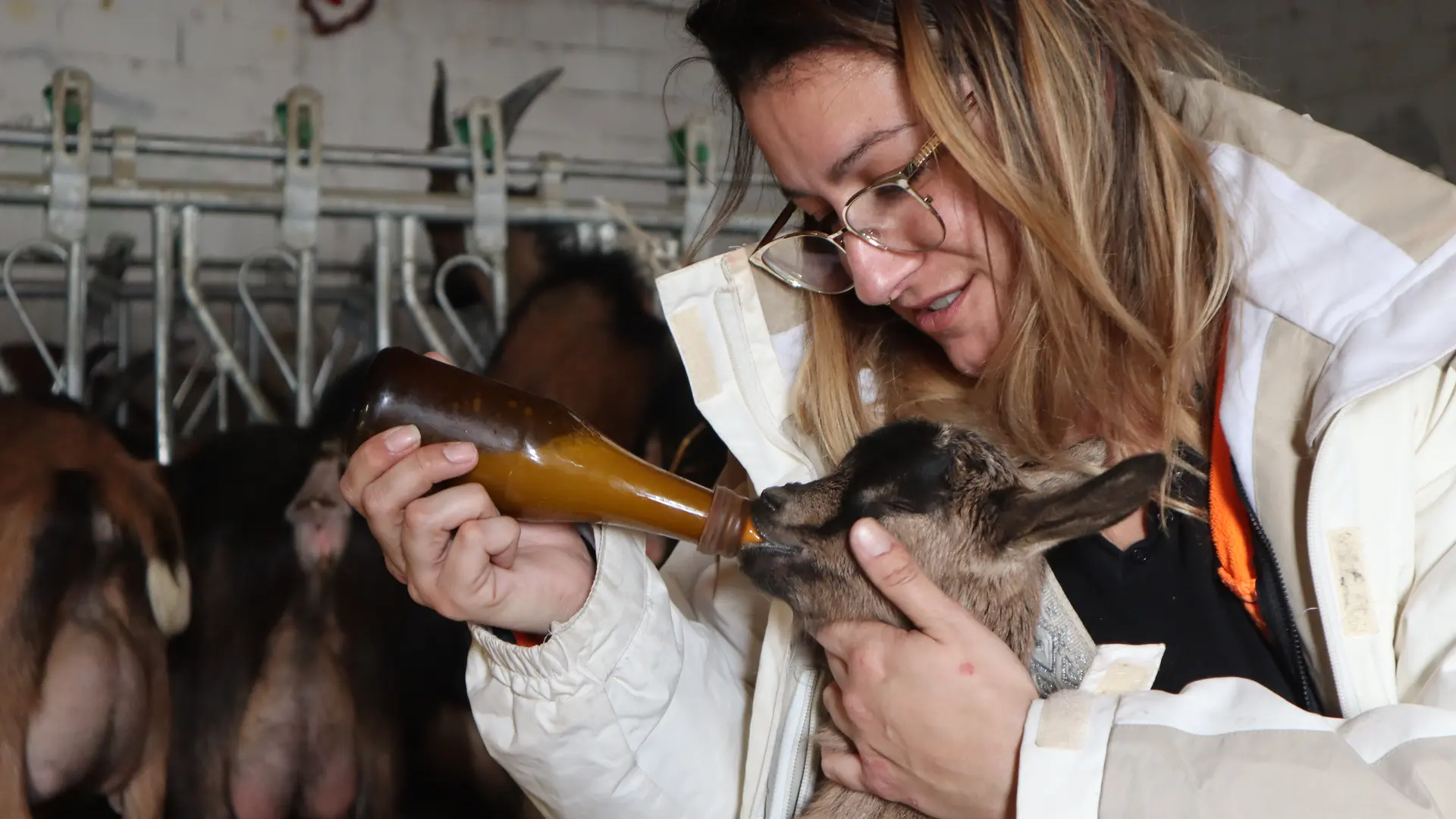 La tétée des chevreaux