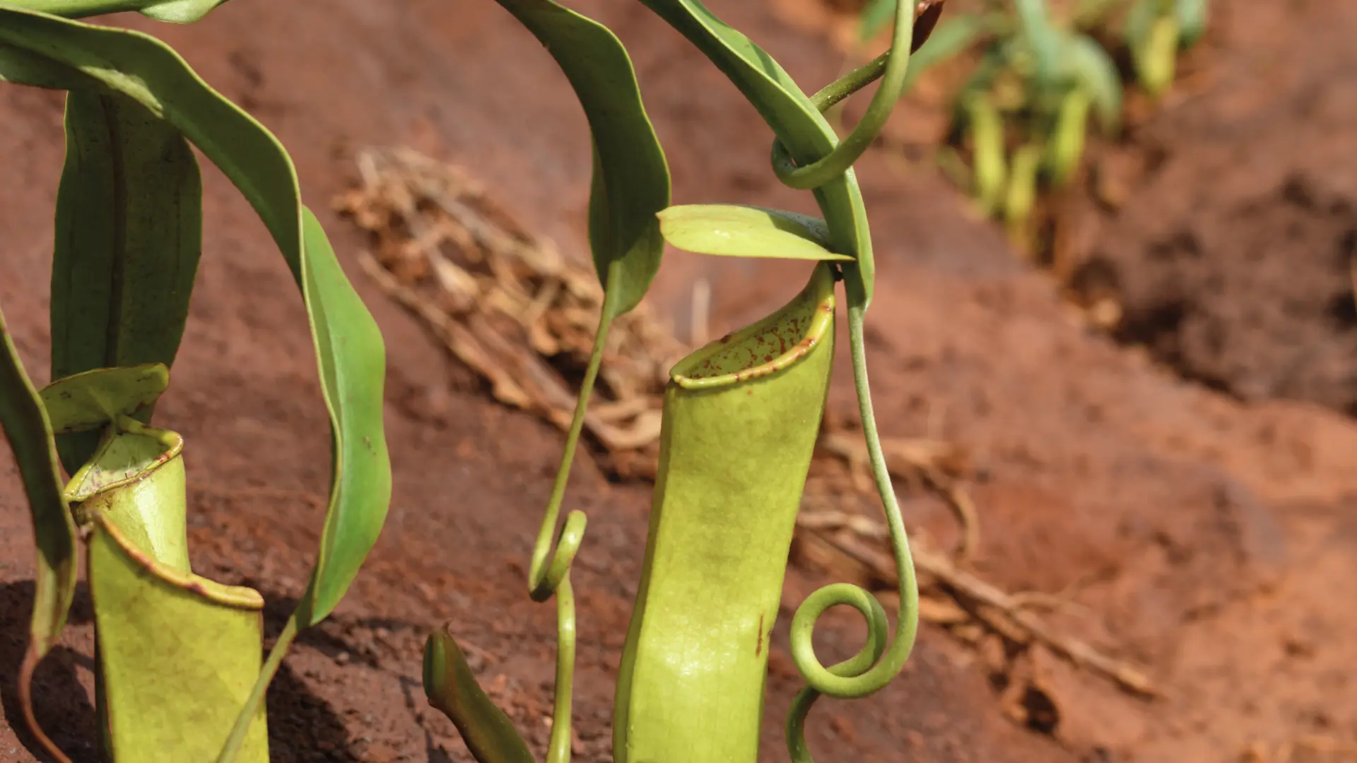 Nepentes (plante carnivore)