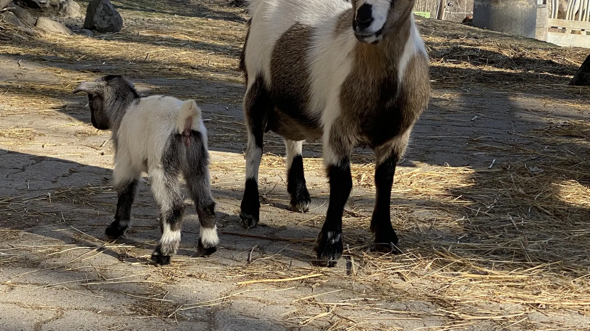 Élevage Le Galopin, ferme pédagogique SAVINES-LE-LAC