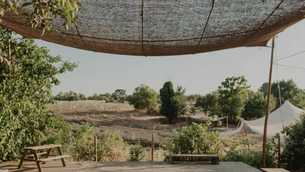 Visit Lavender field in Aix en Provence