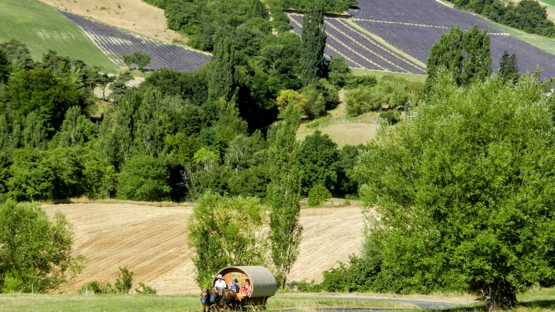 En roulotte au mois de juillet paysage de lavande