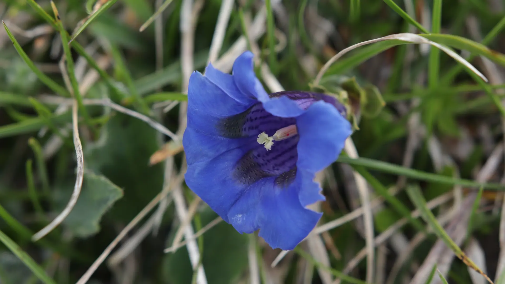 Pic de Bure depuis les Sauvas